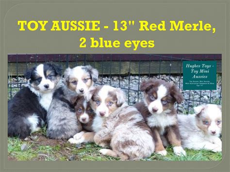 TOY AUSSIE - Red Merle, 2 blue eyes by Hughes Toys Mini Aussies - Issuu