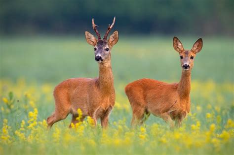 Deer Tracks (how to identify deer by their tracks) - World Deer