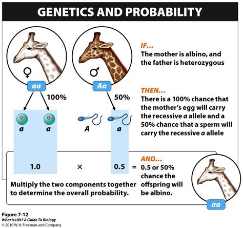 genetics definition 20 free Cliparts | Download images on Clipground 2024