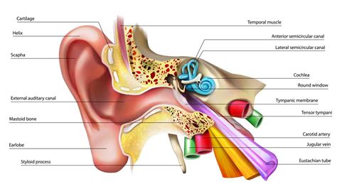 Human Ear Anatomy Ears Inner Structure Medical Education Chart Of ...