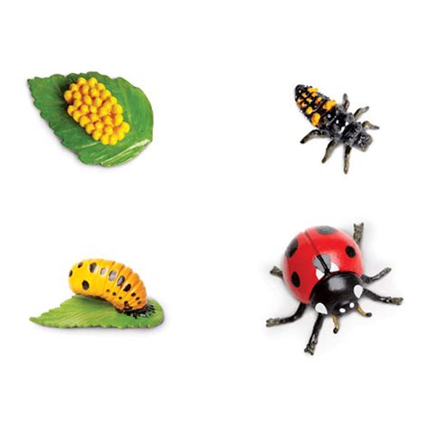 Life Cycle of a Ladybug educational toy | Thinkamajigs