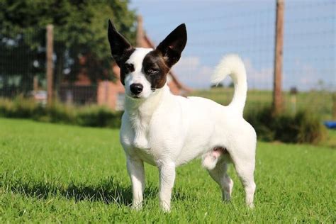 Jack Russell Chihuahua Mix Owner's Guide: Fun, Fast and Feisty! | All ...