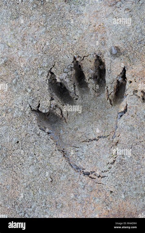 Raccoon footprints hi-res stock photography and images - Alamy