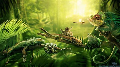 Amazon Rainforest Animals Wallpaper Hd | RAINFOREST ANIMAL