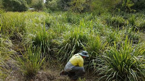 Bioretention Basin Maintenance - Palmwoods Revegetation