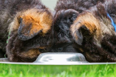 Old German Shepherd Puppies at a Feeding Bowl Stock Image - Image of ...