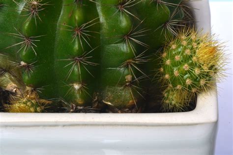 What To Do With Barrel Cactus Pups: Tips For Propagating A Barrel Cactus