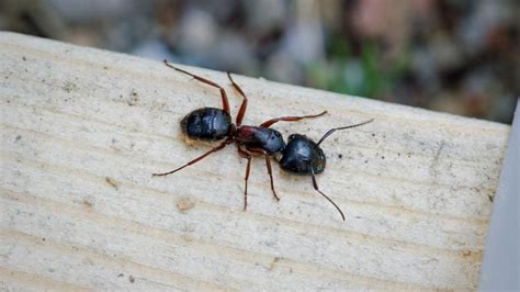 How To Get Rid Of Carpenter Ants? – Forbes Home