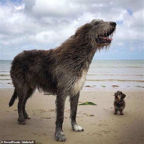 Adorable pictures of Irish Wolfhounds prove they are the biggest dogs ...