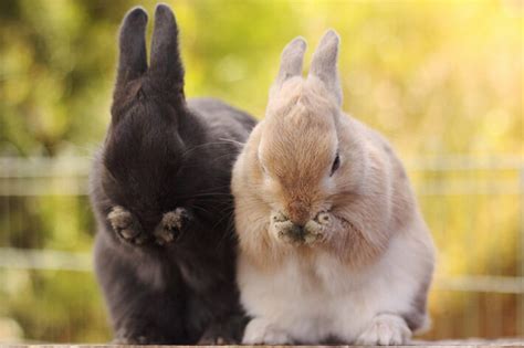 Rabbit Care Guide - Recommended Tips