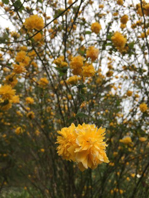 What are these yellow pom pom lookin flowers? : r/whatsthisplant