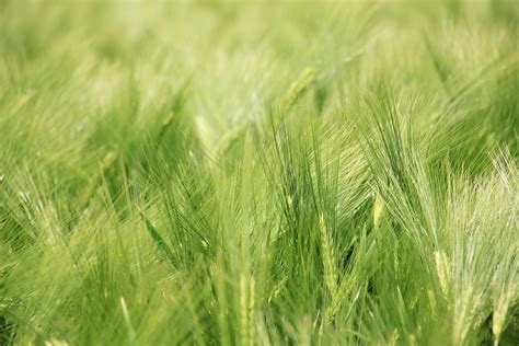 Free photo: Barley Field - Barley, Crop, Field - Free Download - Jooinn