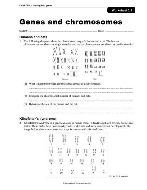 Dna Chromosomes Genes And Traits Worksheet