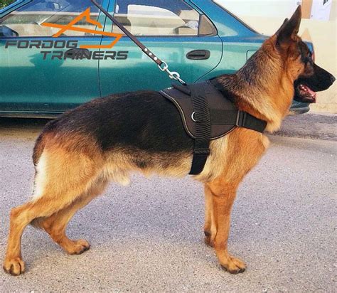 What Size Harness For German Shepherd Puppy