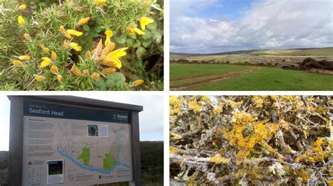 Seaford Head Nature Reserve 2.1m – 123 Walks