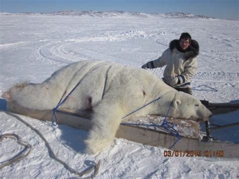 Polar bear hunting in Nunatsiavut legal and sustainable, hunter says ...