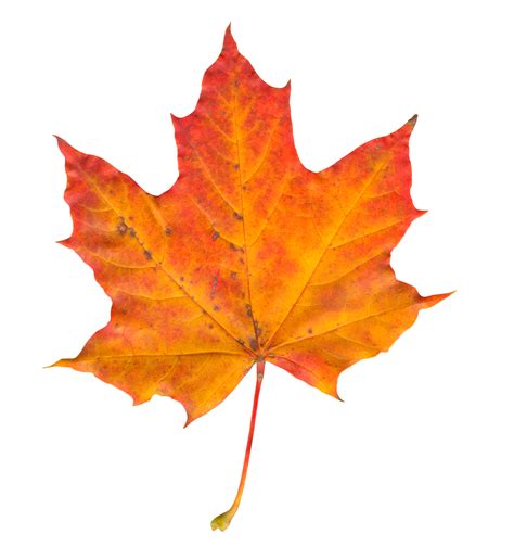 Maple Leaf PNG Transparent PNG, SVG Clip art for Web - Download Clip ...