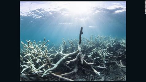 Coral bleaching affects over 90% of Great Barrier Reef - CNN