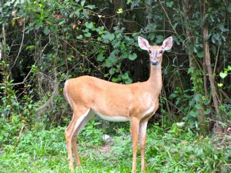 How to Protect Your Garden From Deer | HGTV