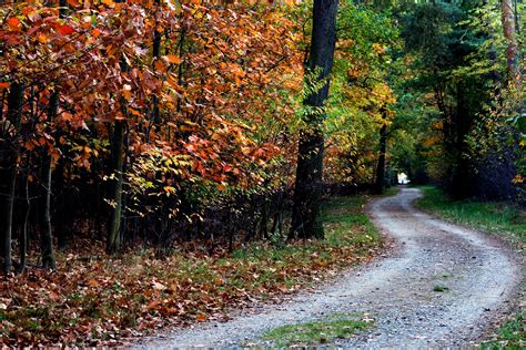 autumn, trail, trees Wallpaper, HD Nature 4K Wallpapers, Images and ...