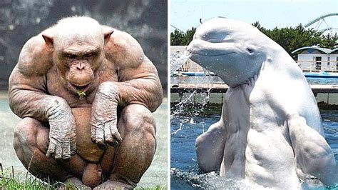 12 Most Muscular Animals Caught On Camera - YouTube