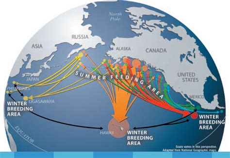 Gigantic Journeys: Humpback and Gray Whale Migration | KQED