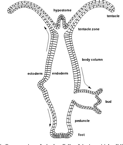 [PDF] The interstitial cell lineage of hydra: a stem cell system that ...