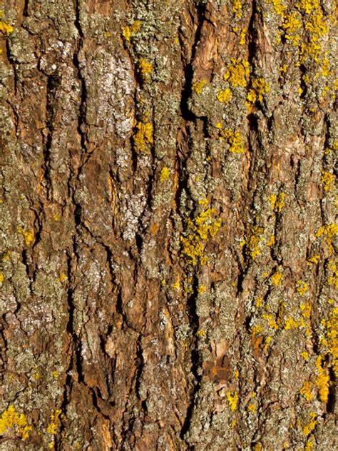 Maple Tree Diseases On The Bark - Diseases Of Maple Trees That Affect ...