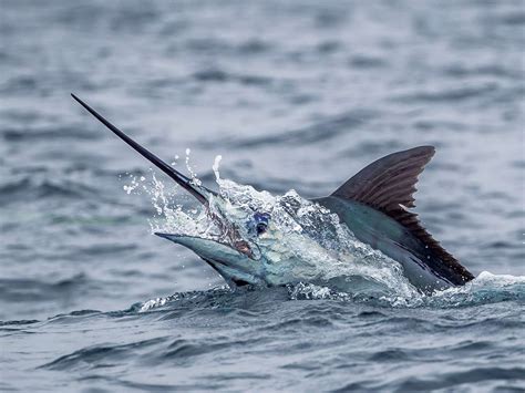 Potential Shifts in Blue Marlin Habitat | Marlin