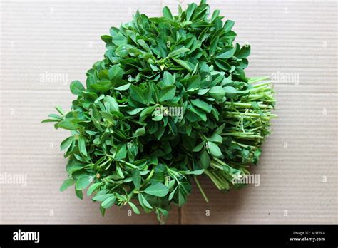 Fenugreek leaves hi-res stock photography and images - Alamy