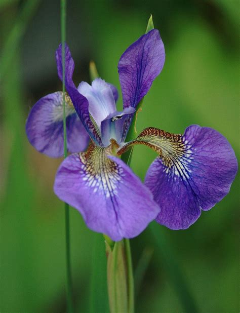 Siberian iris (Iris sibirica) from my garden | Beautiful flowers ...