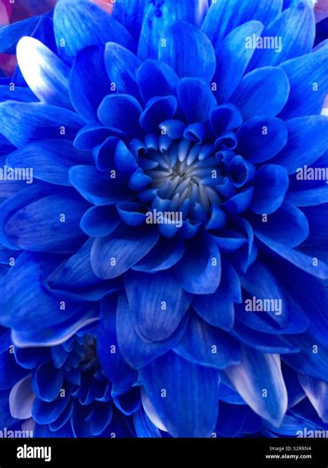 Beautiful blue colour beautiful flowers Stock Photo - Alamy