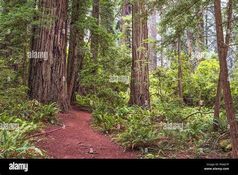 Forest redwood hi-res stock photography and images - Alamy