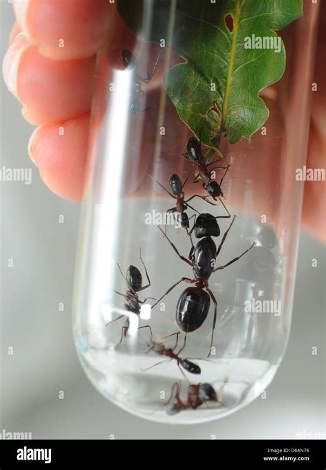 A queen and several workers of the ant species Camponotus ligniperdus ...