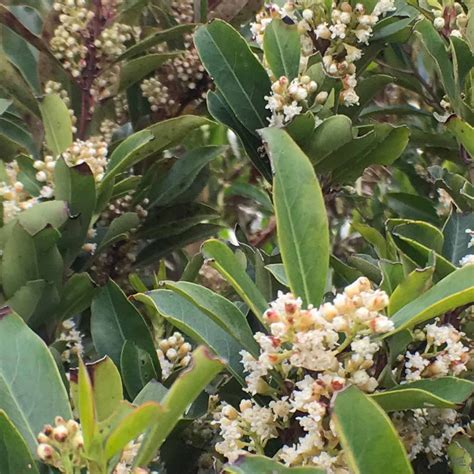 Dwarf Carolina Cherry Laurel Multi-Trunk — Green Acres Nursery & Supply