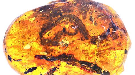 Baby Snake Fossil Found Trapped in Amber Offers Clues on Evolution ...