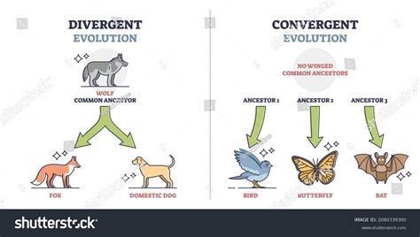 1 Convergent Or Parallel Evolution Animals Stock Vectors, Images ...