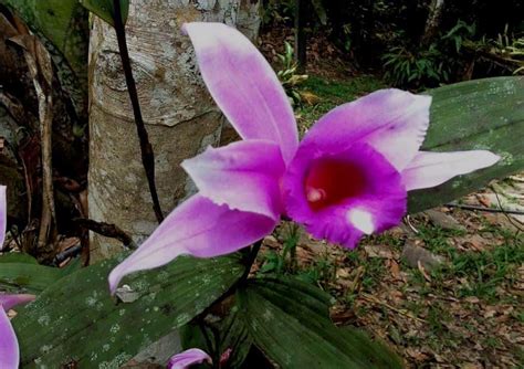 The Orchids of the Amazon Rainforest in Ecuador - Shiripuno Amazon Lodge