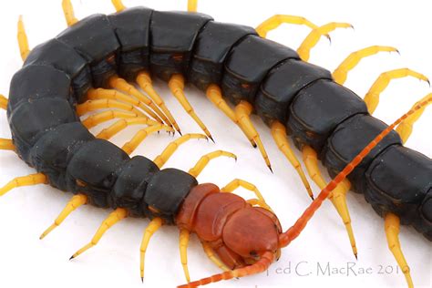 North America’s largest centipede | Beetles In The Bush