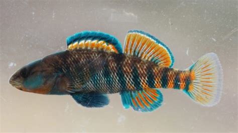 Rainbow Darter | TNACIFIN | Freshwater Information Network