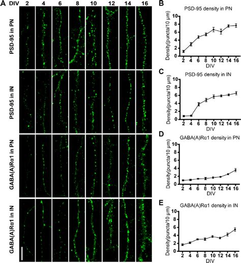 Development of excitatory and GABAergic synapses in cultured cortical ...