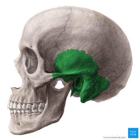 temporal bone – neuron stuff and other science stuff