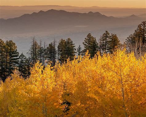 Quaking aspen fall leaf colors looking east on the 10K Trail-Cibola ...