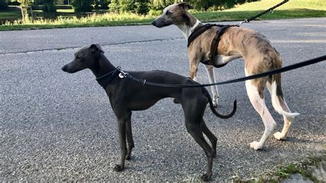 Are Whippets Faster Than Greyhounds