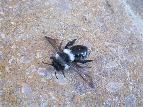 Black and white bee? Found dead in UK West Midlands, appox the size of ...