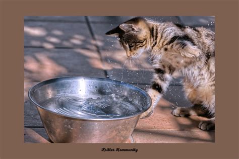 The Mysterious Behavior of Cats Playing with Water • Kritter Kommunity