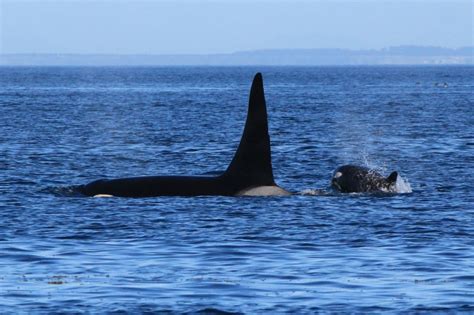 Orca Encounters Blog - San Juan Orcas