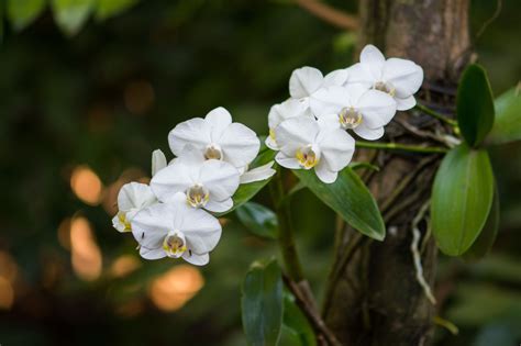 Tropical Rainforest Plants Orchids