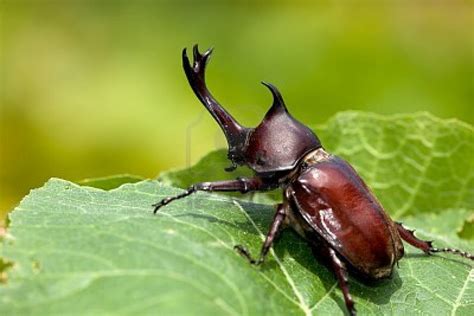 Rhinoceros Beetle