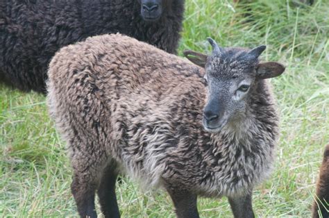 British Soay ewe lambs for sale : The Soay Sheep Chronicles